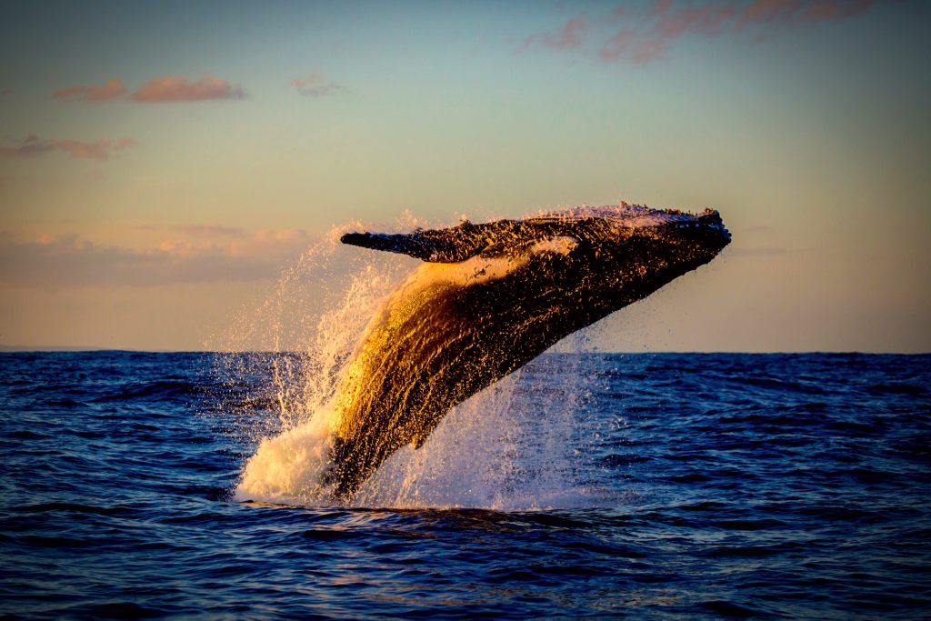 best places in the world to see whales